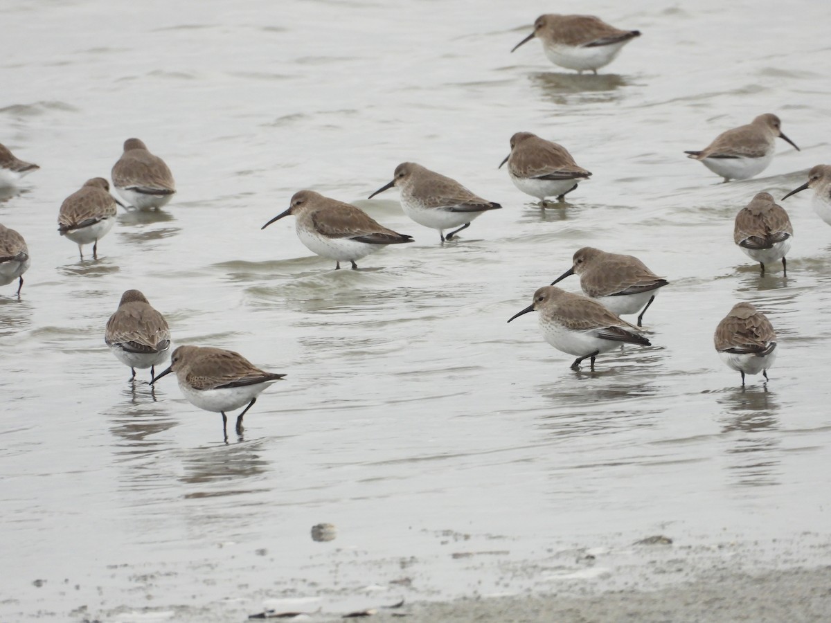 Побережник чорногрудий - ML647763879