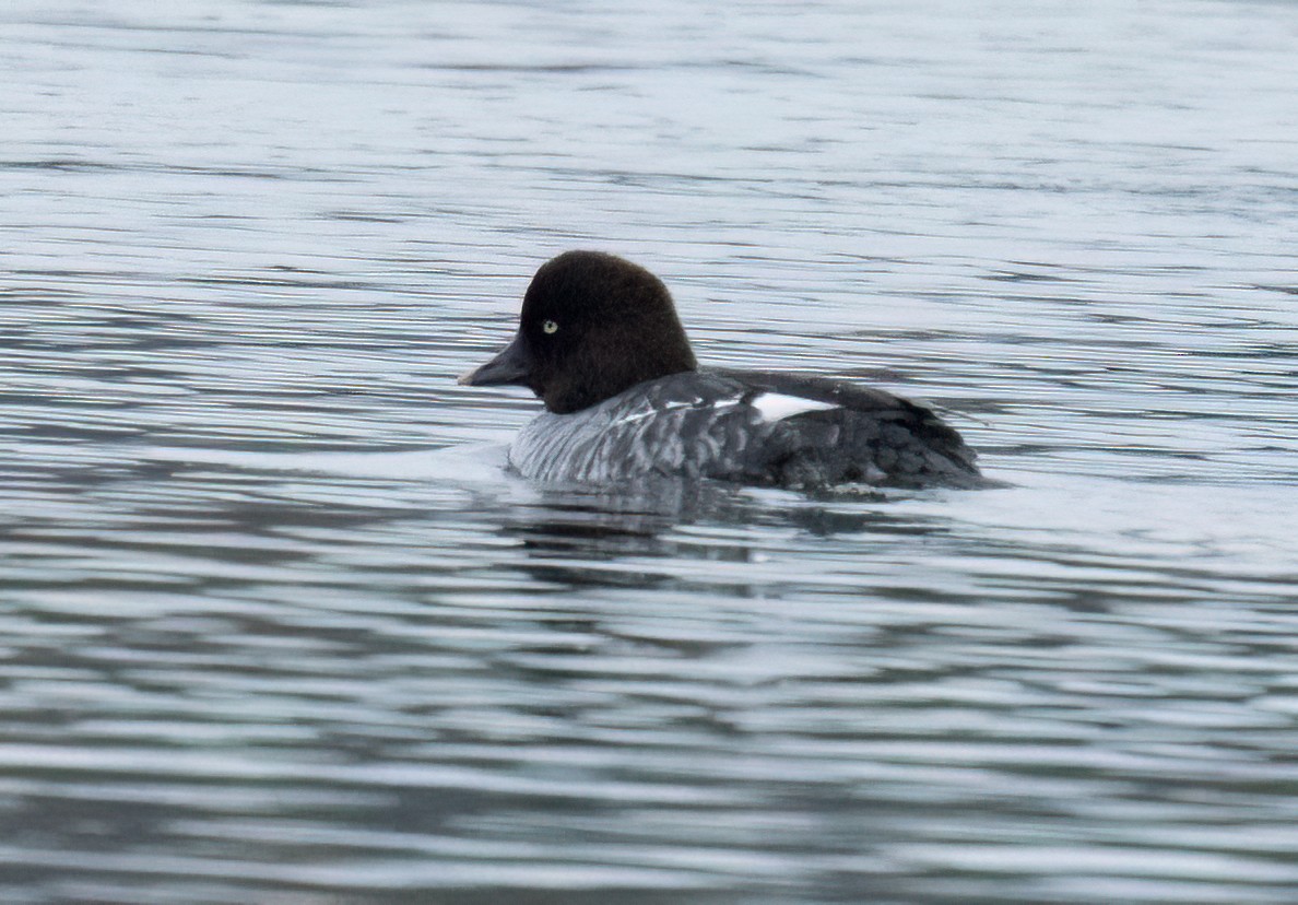 Гоголь зеленоголовий - ML647763884