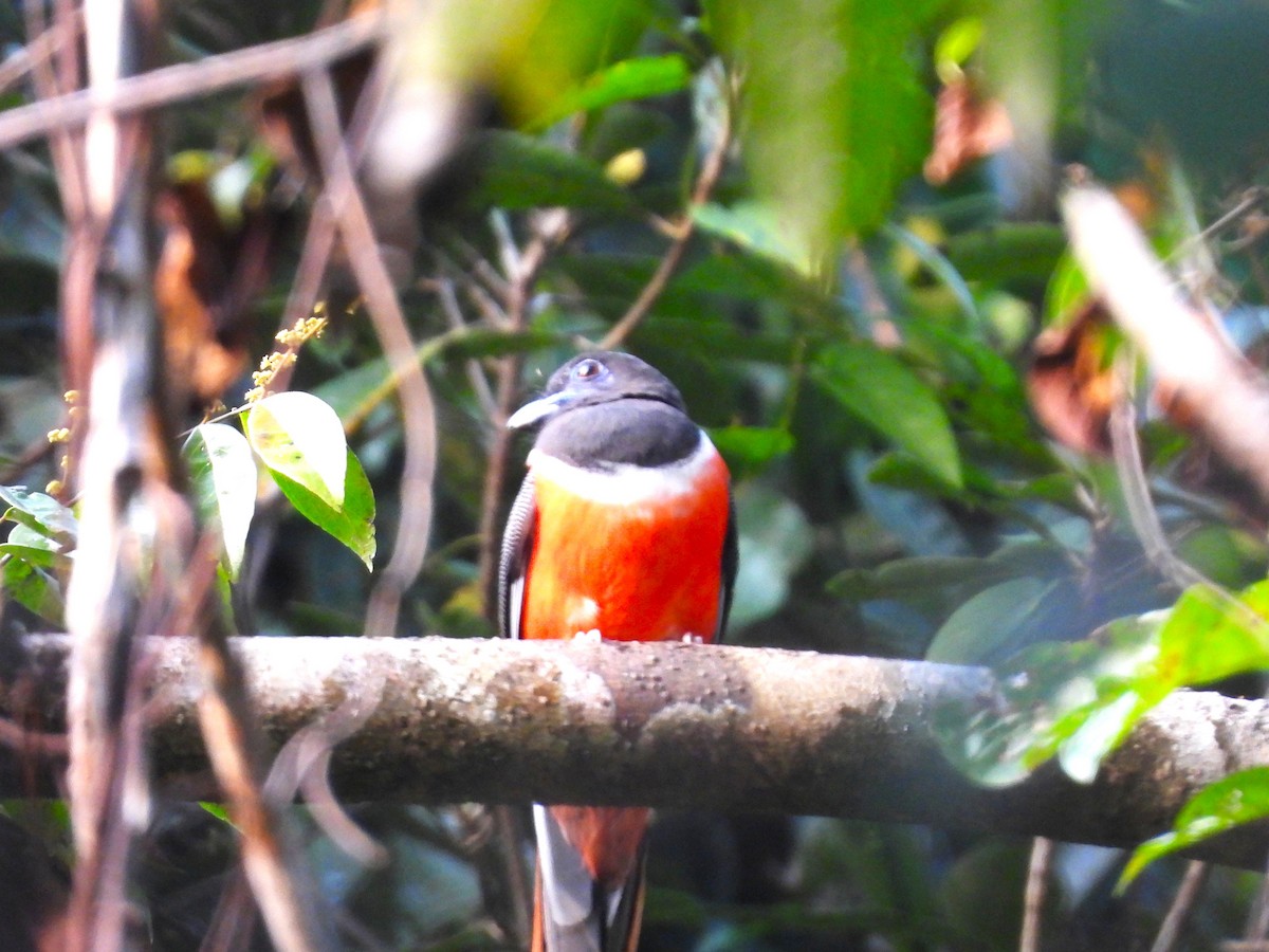 Malabar Trogon - ML647763886