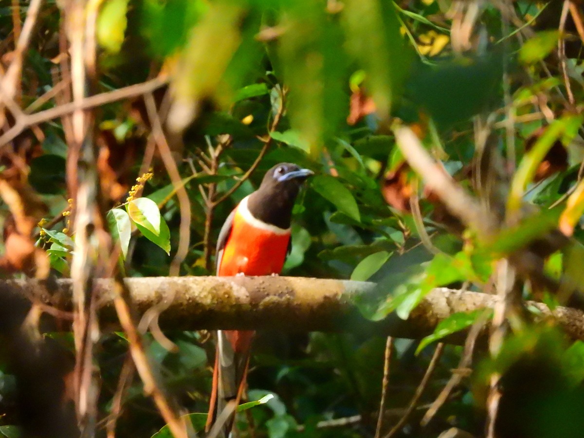 Malabar Trogon - ML647763888