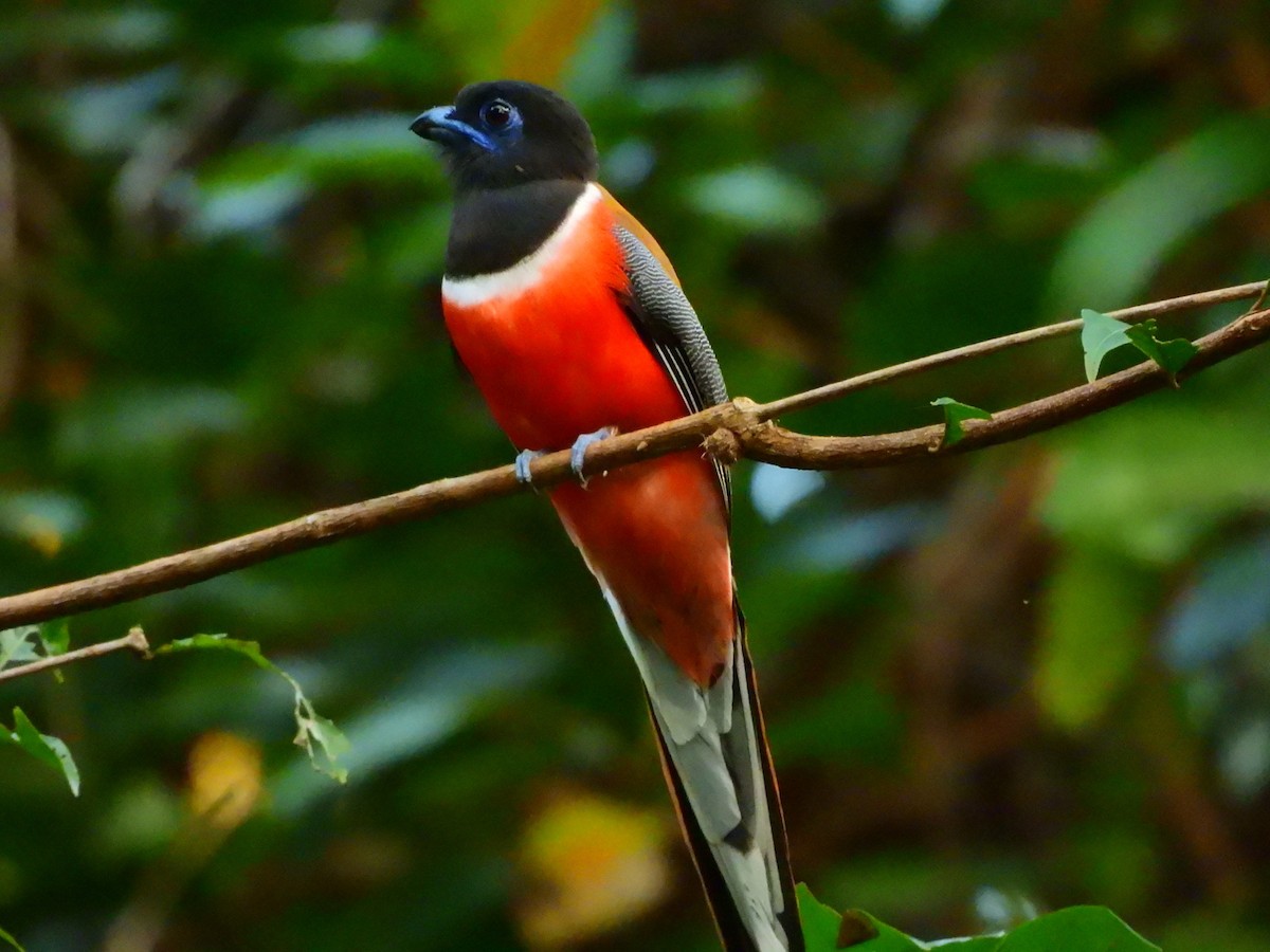 Malabar Trogon - ML647763890