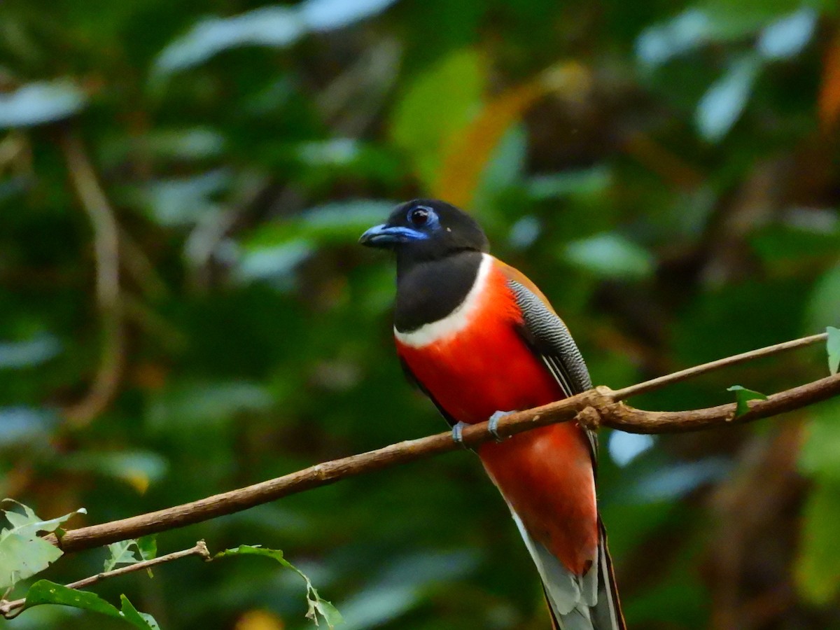 Malabar Trogon - ML647763892