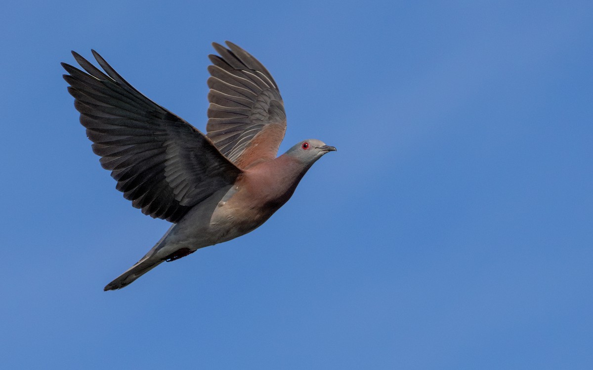 Pale-vented Pigeon - ML647763899