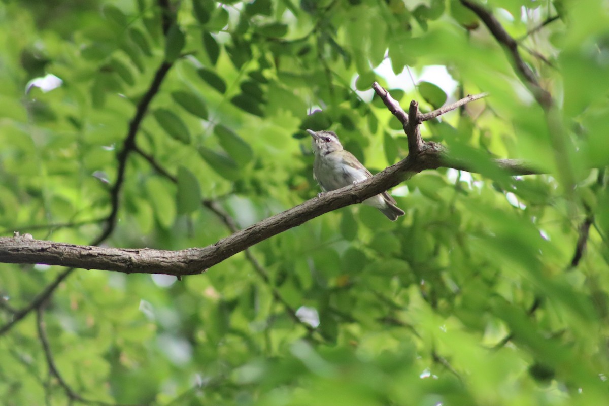 Красноглазый виреон - ML647763903