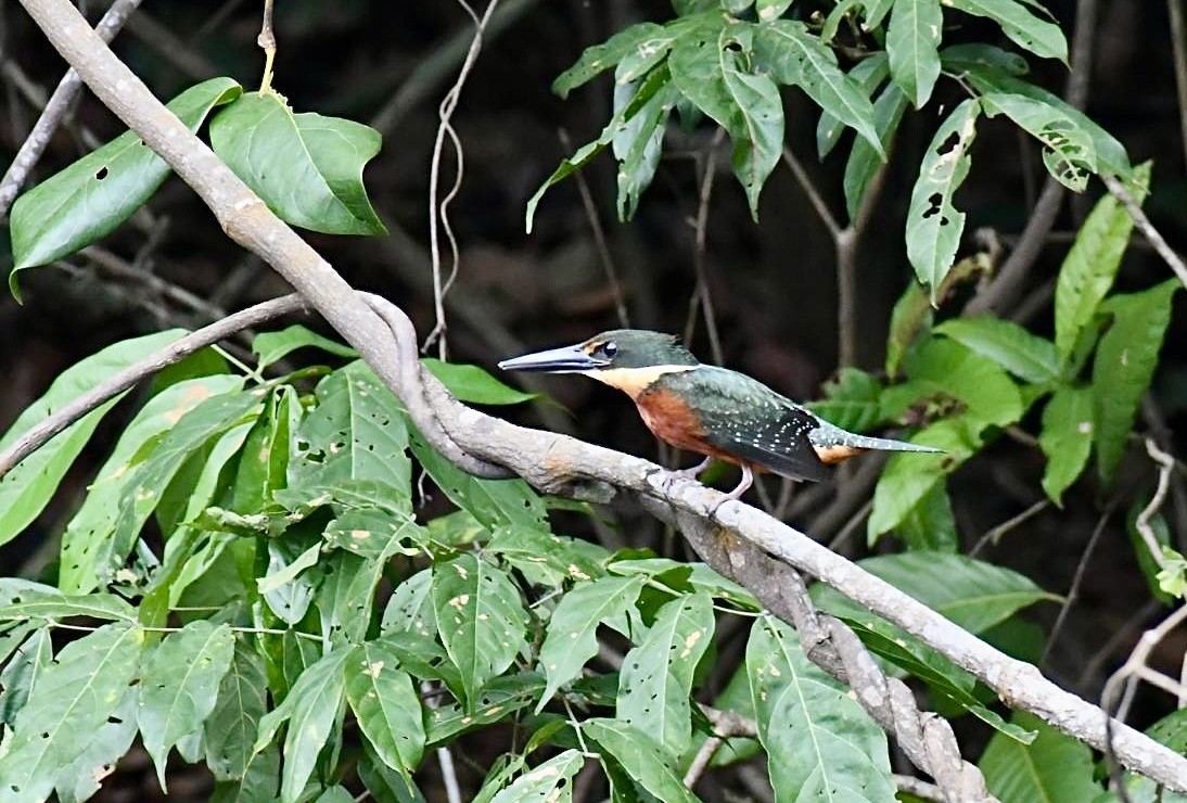 Green-and-rufous Kingfisher - ML647763911