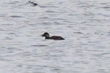Common Scoter - ML647763949