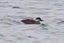 Common Scoter - ML647763950