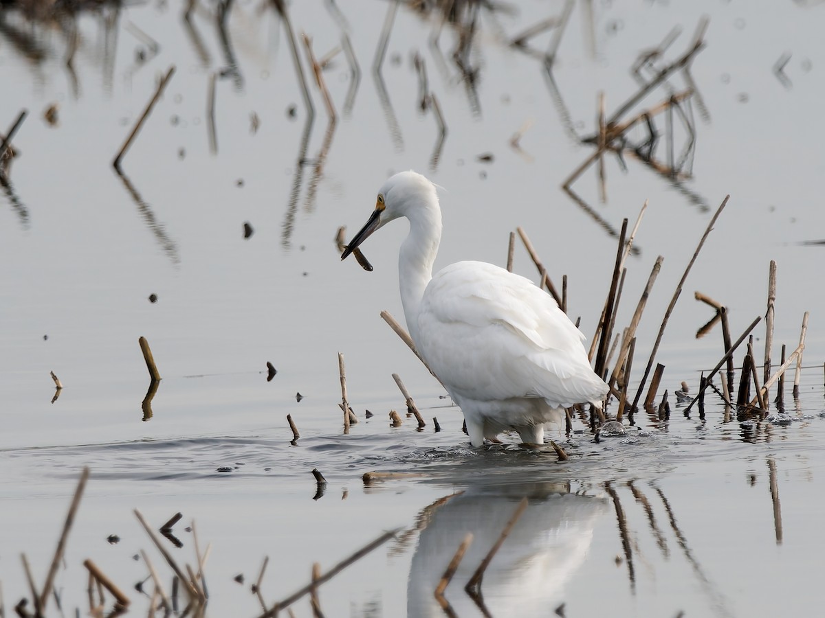 volavka bělostná - ML647763951