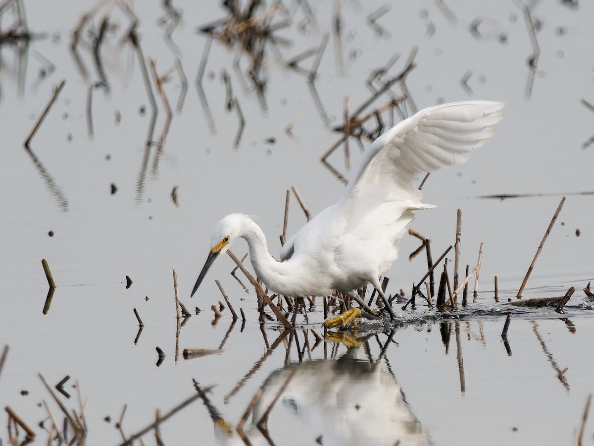 volavka bělostná - ML647763952