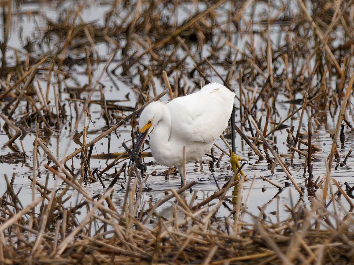 volavka bělostná - ML647763953