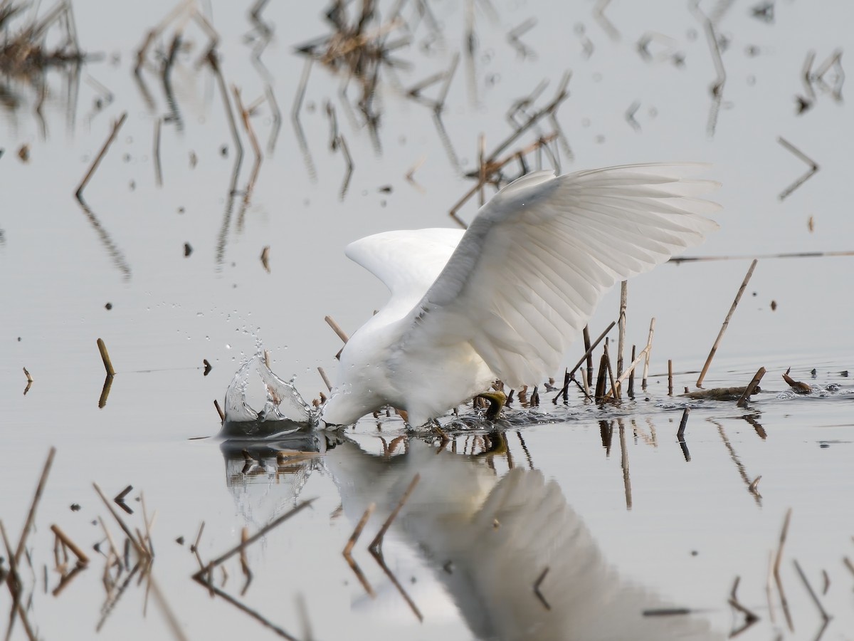 volavka bělostná - ML647763954