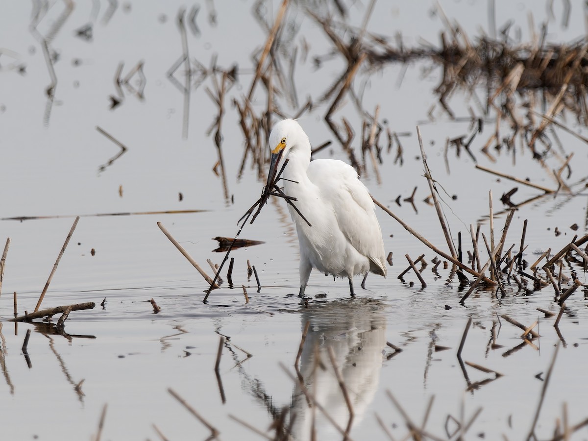 volavka bělostná - ML647763955