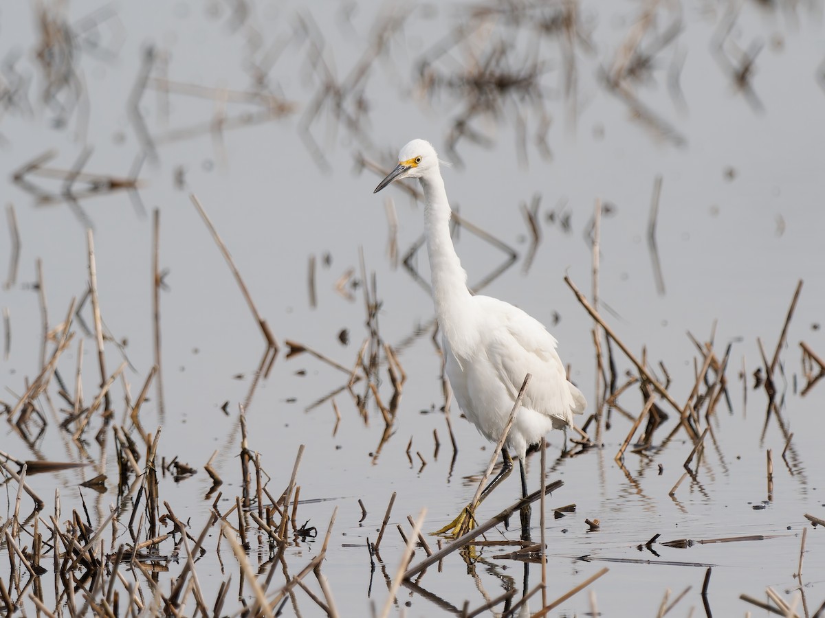 volavka bělostná - ML647763956