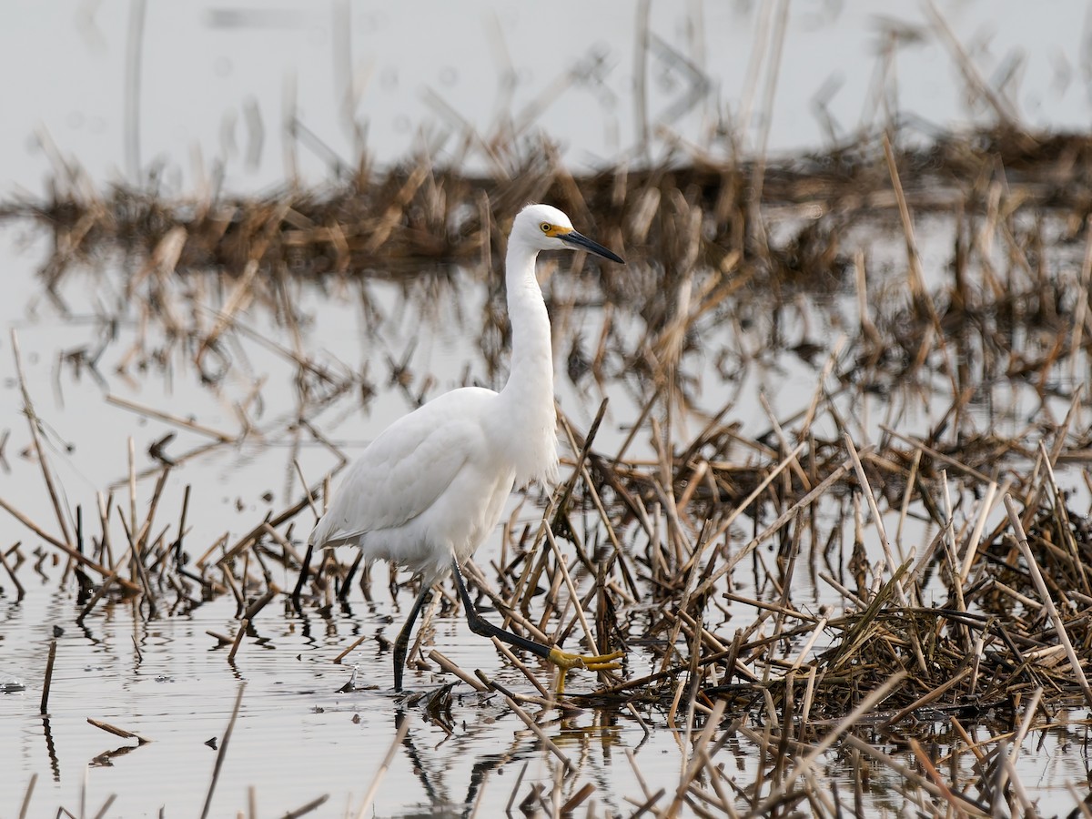 volavka bělostná - ML647763957