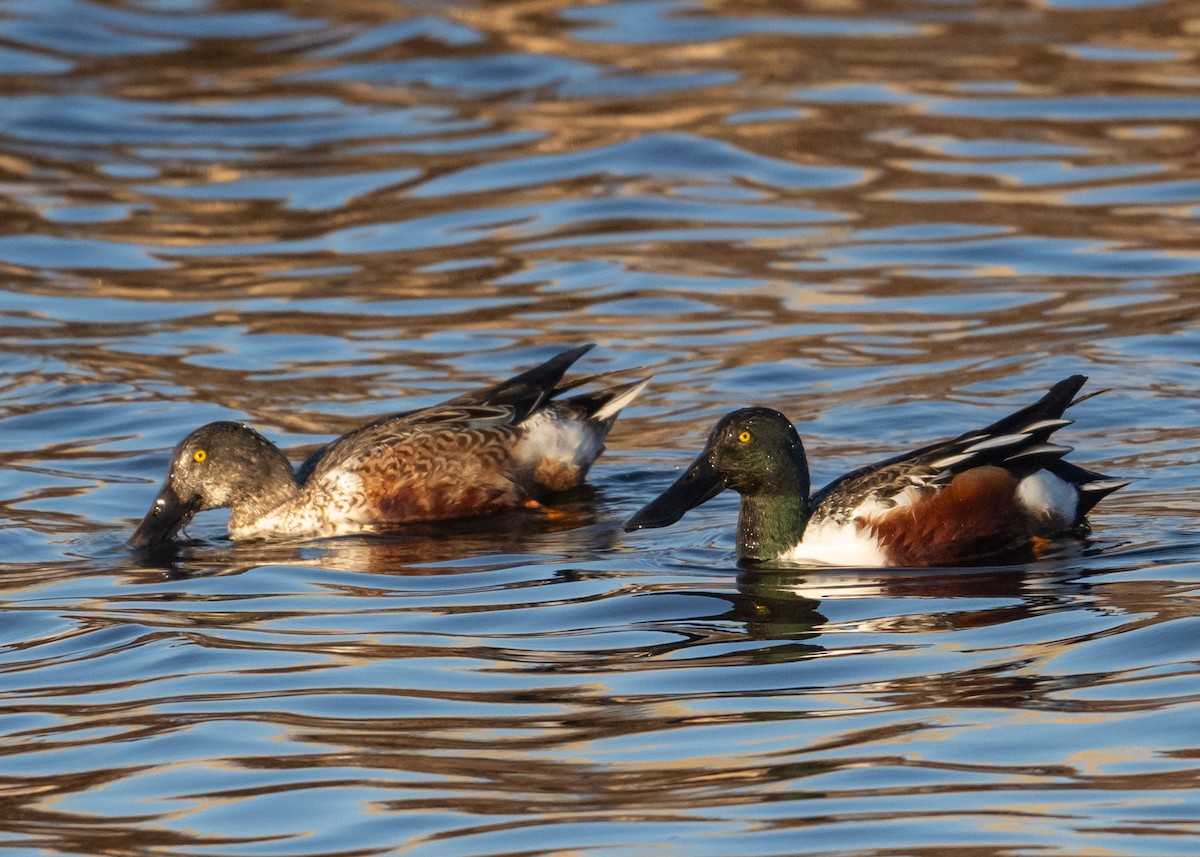 skjeand - ML647763993