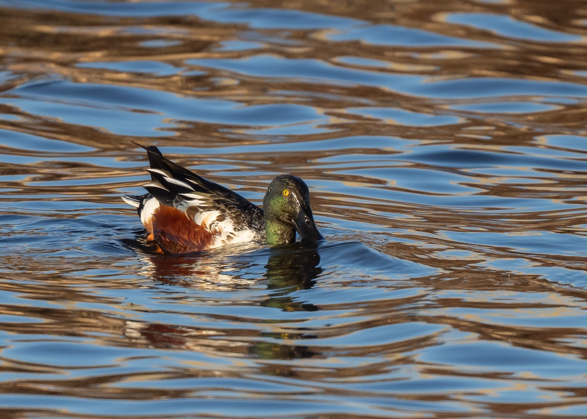 skjeand - ML647764031