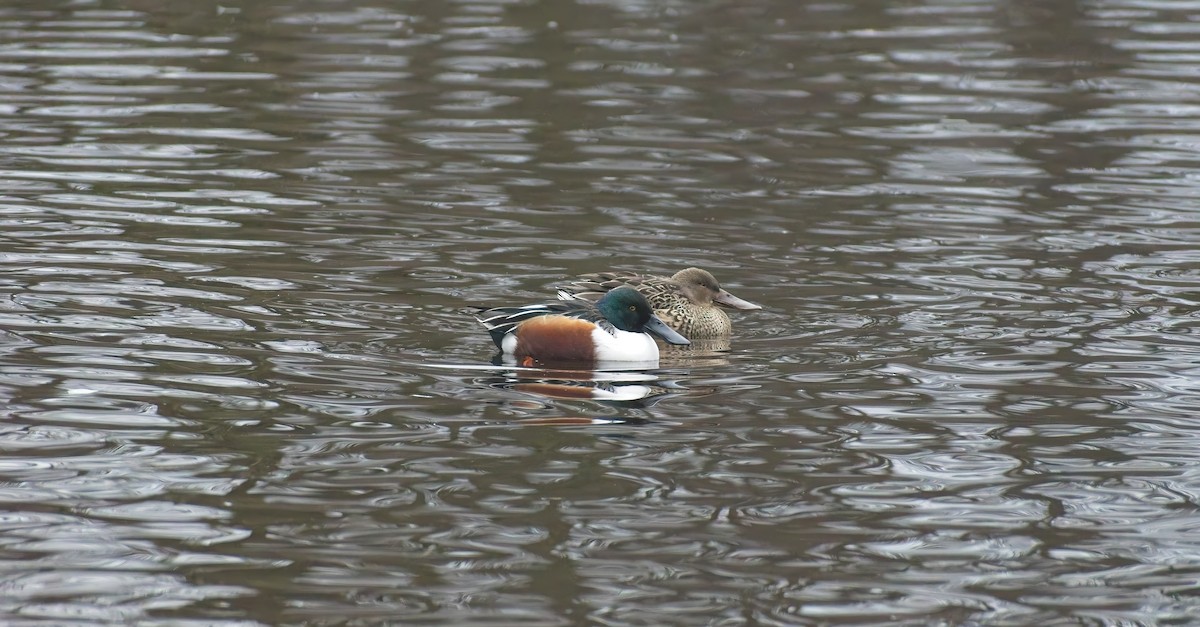 skjeand - ML647764036