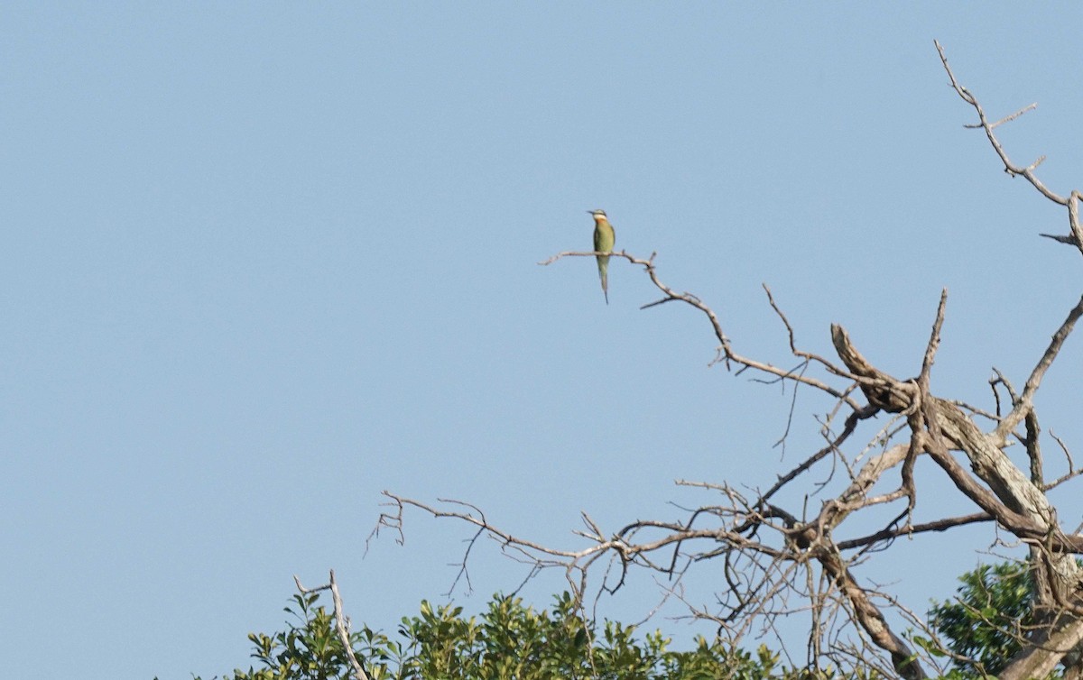 Olive Bee-eater - ML647764038