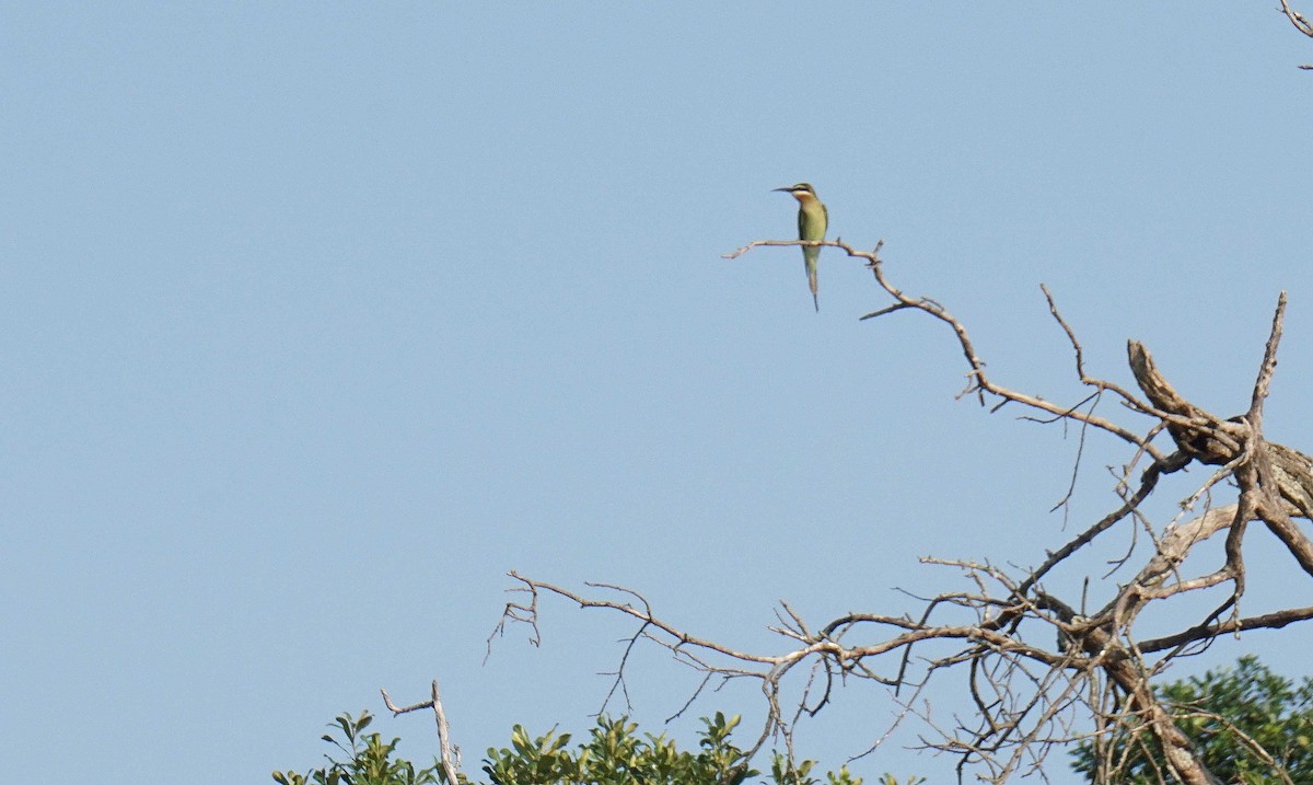 Olive Bee-eater - ML647764057