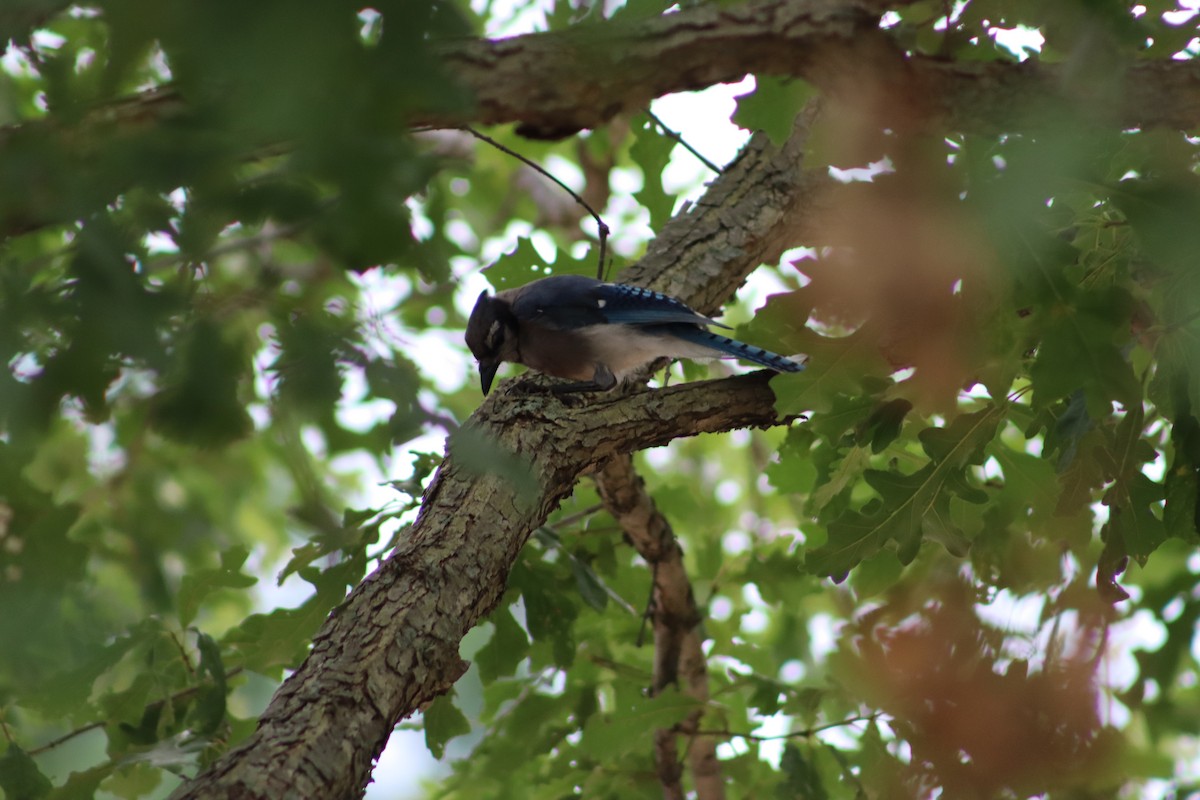 Blue Jay - ML647764066