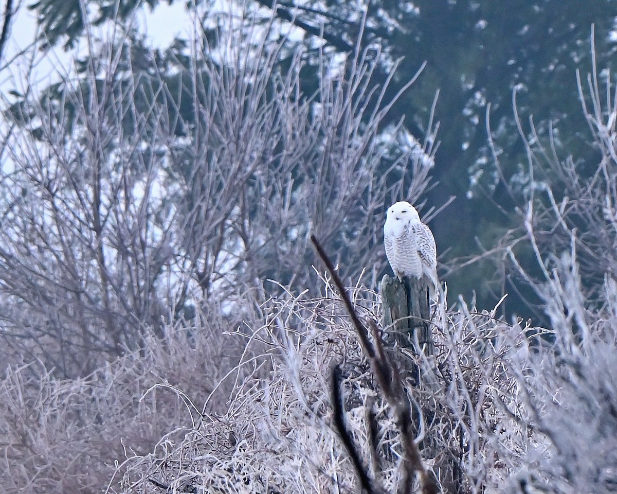 Snowy Owl - ML647764102