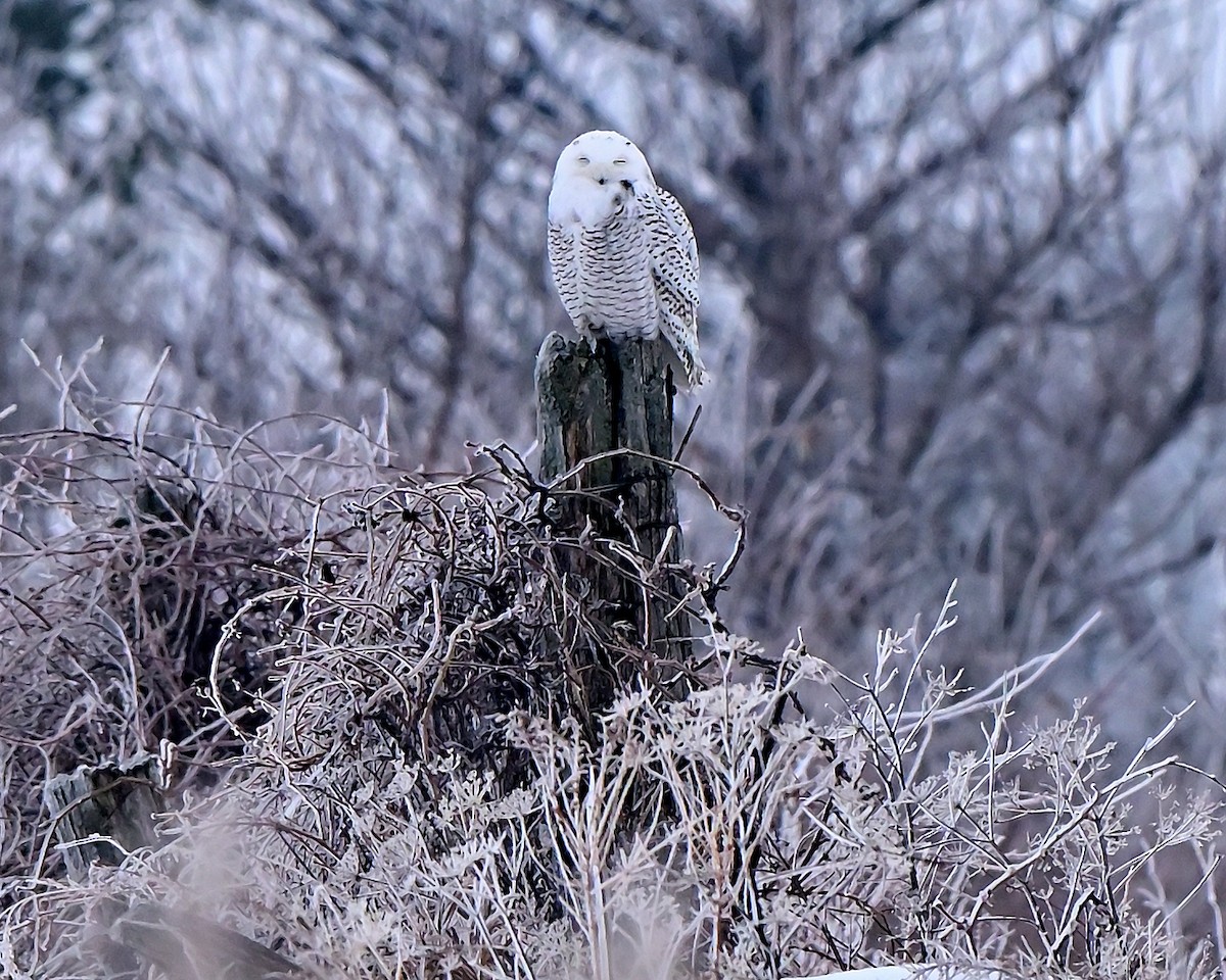 Snowy Owl - ML647764103