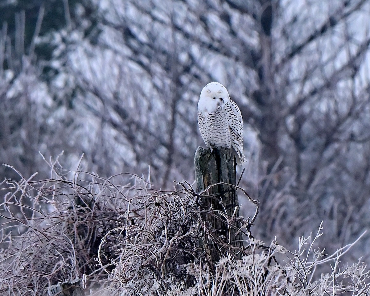 Snowy Owl - ML647764104
