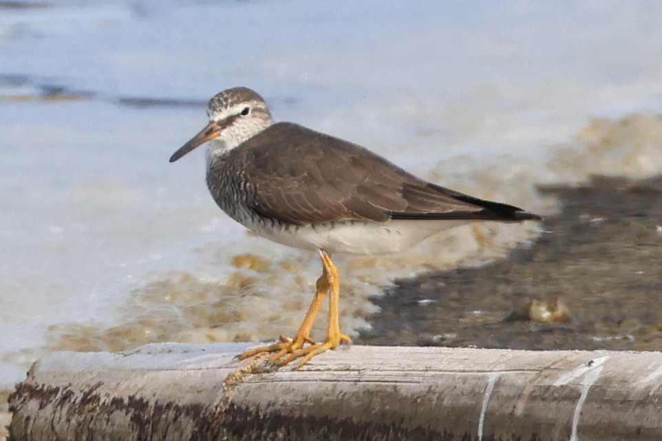 Gray-tailed Tattler - ML647764128