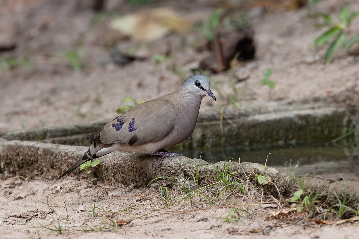 Black-billed Wood-Dove - ML647764130