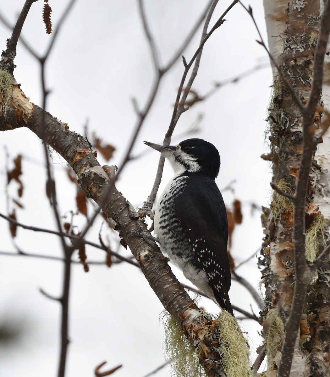 Black-backed Woodpecker - ML647764138