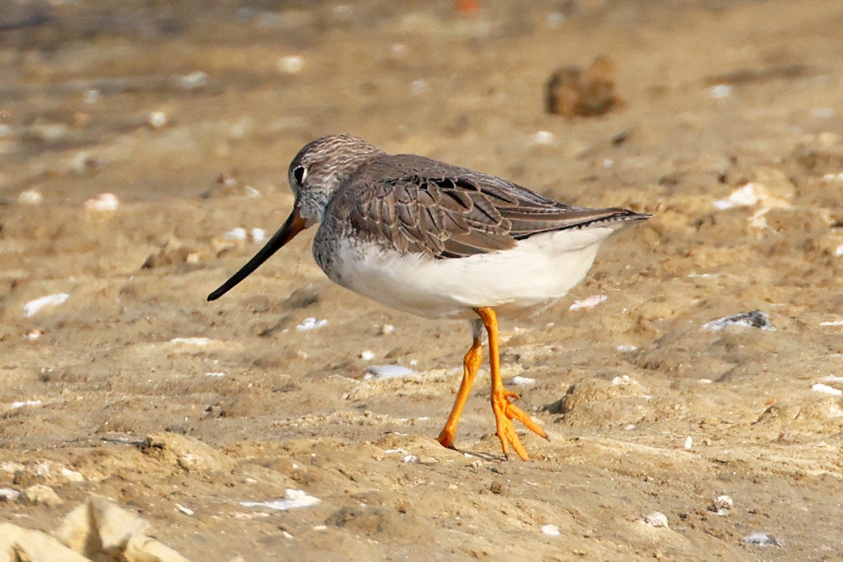 ソリハシシギ - ML647764153