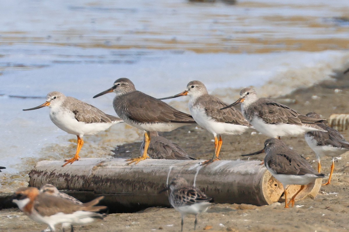 ソリハシシギ - ML647764154