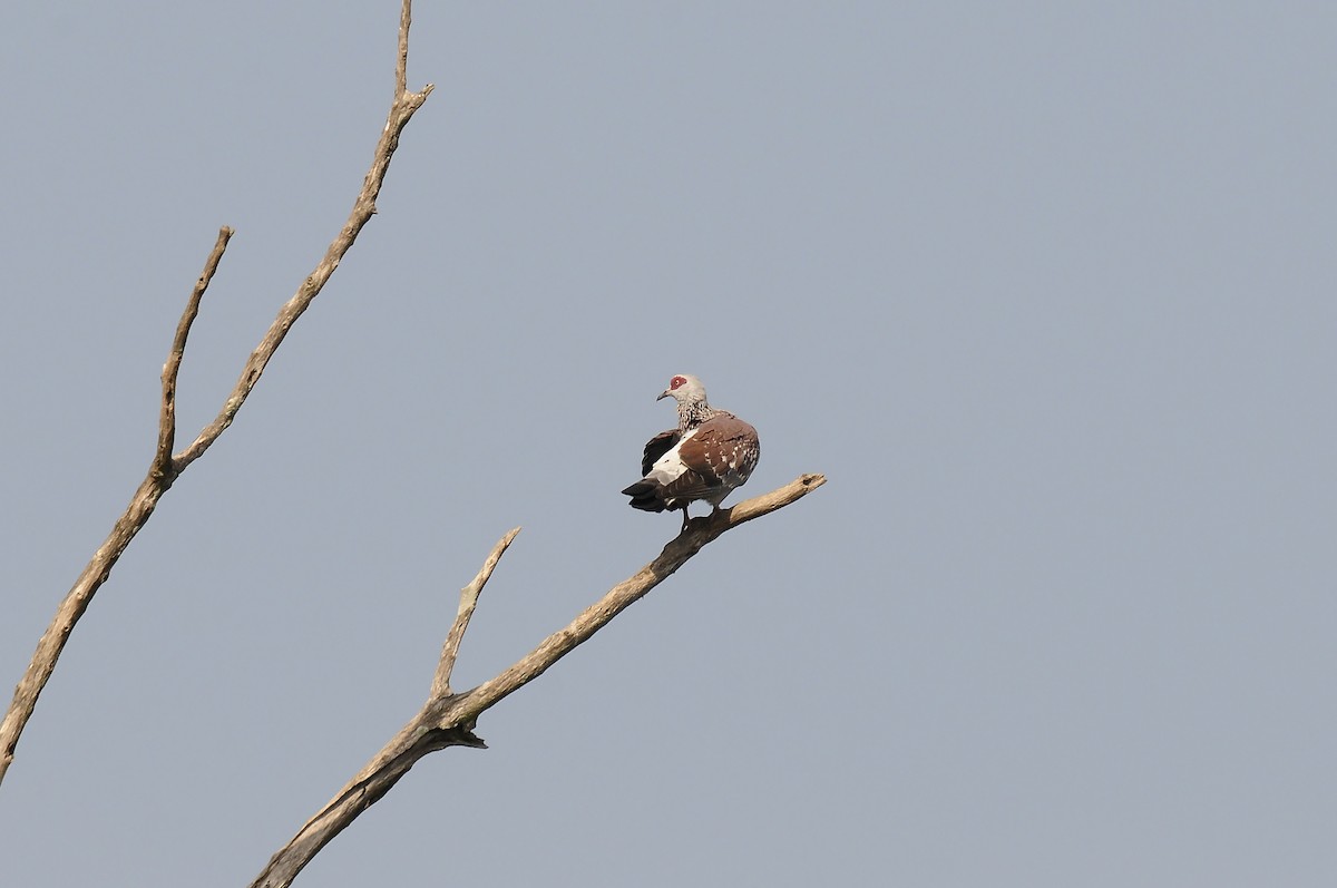 Uso ginearra - ML647764200