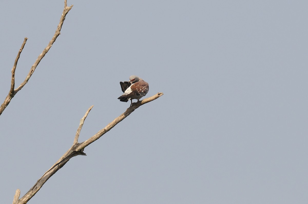 Uso ginearra - ML647764201