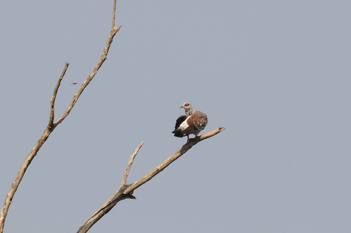 Uso ginearra - ML647764202