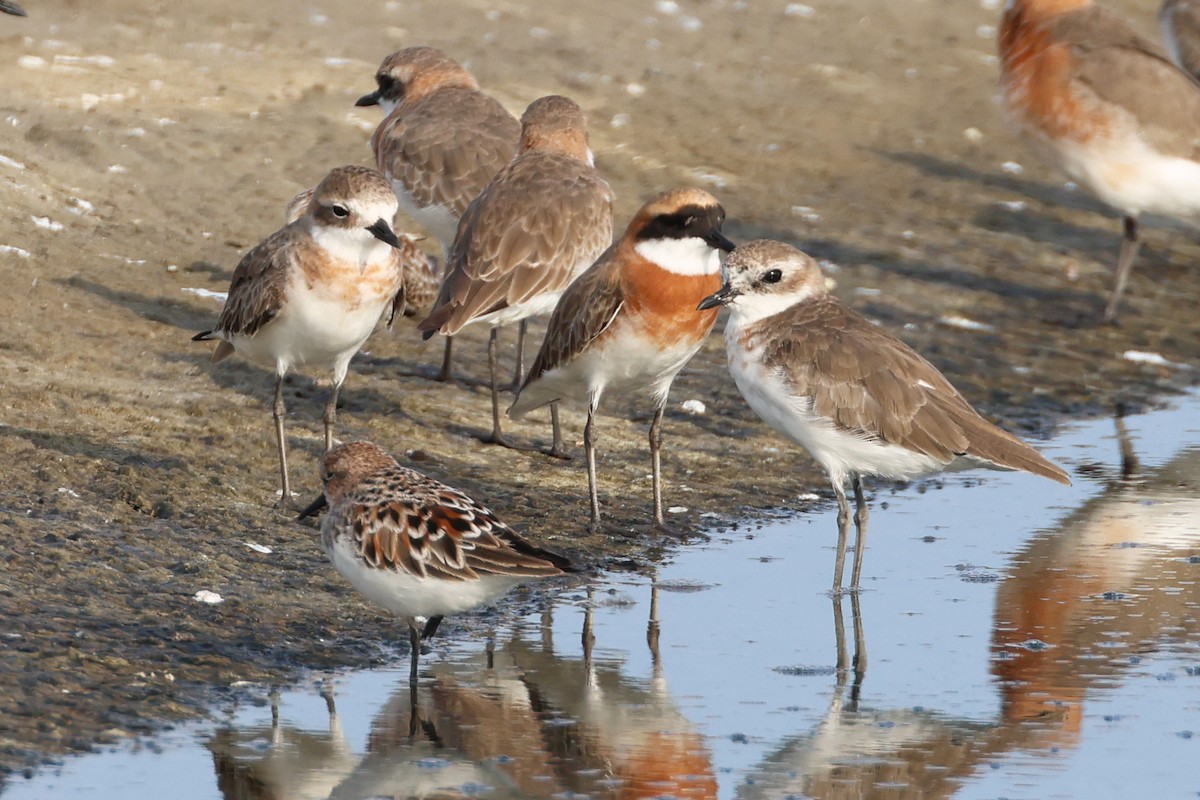 Tibetan Sand-Plover - ML647764252