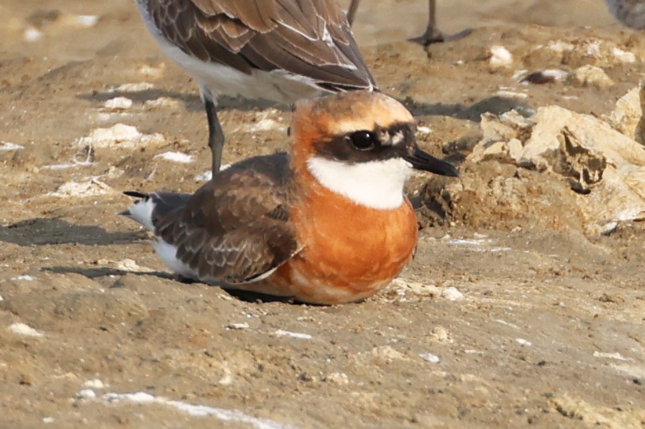 Tibetan Sand-Plover - ML647764253