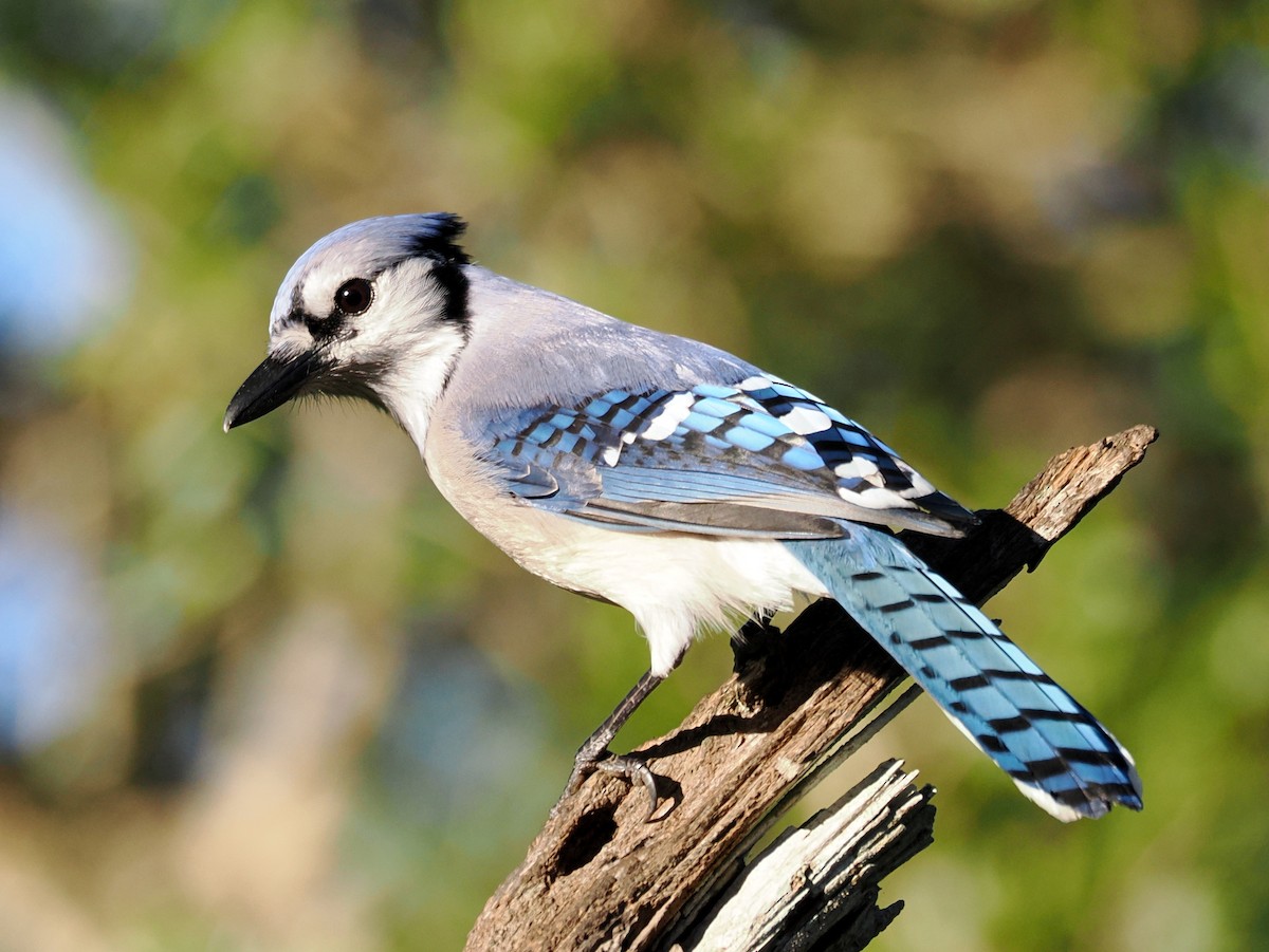 Blue Jay - ML647764310