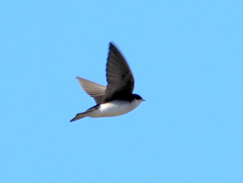 Tree Swallow - ML647764329