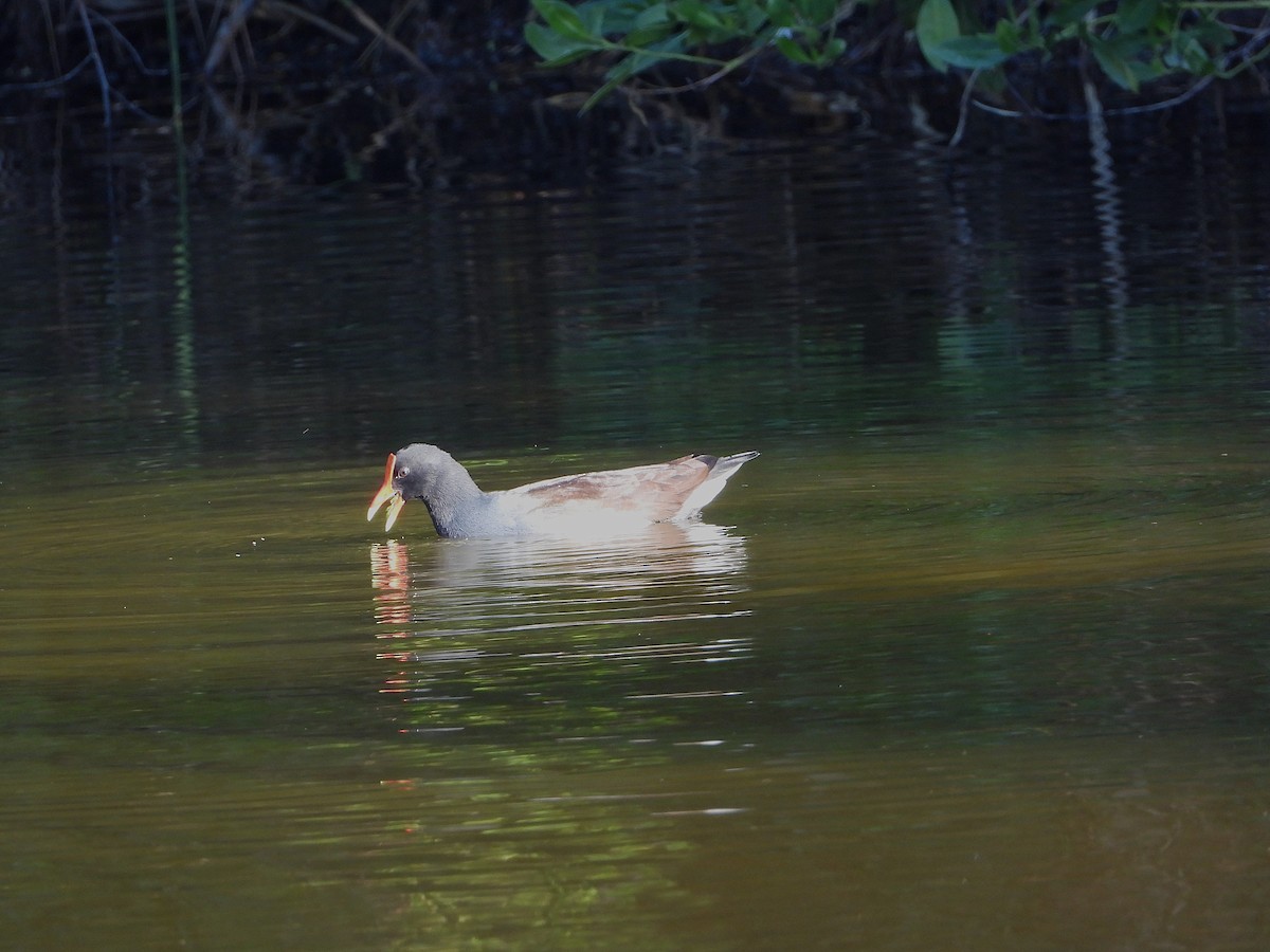 Курочка латиноамериканська [група galeata] - ML647764350