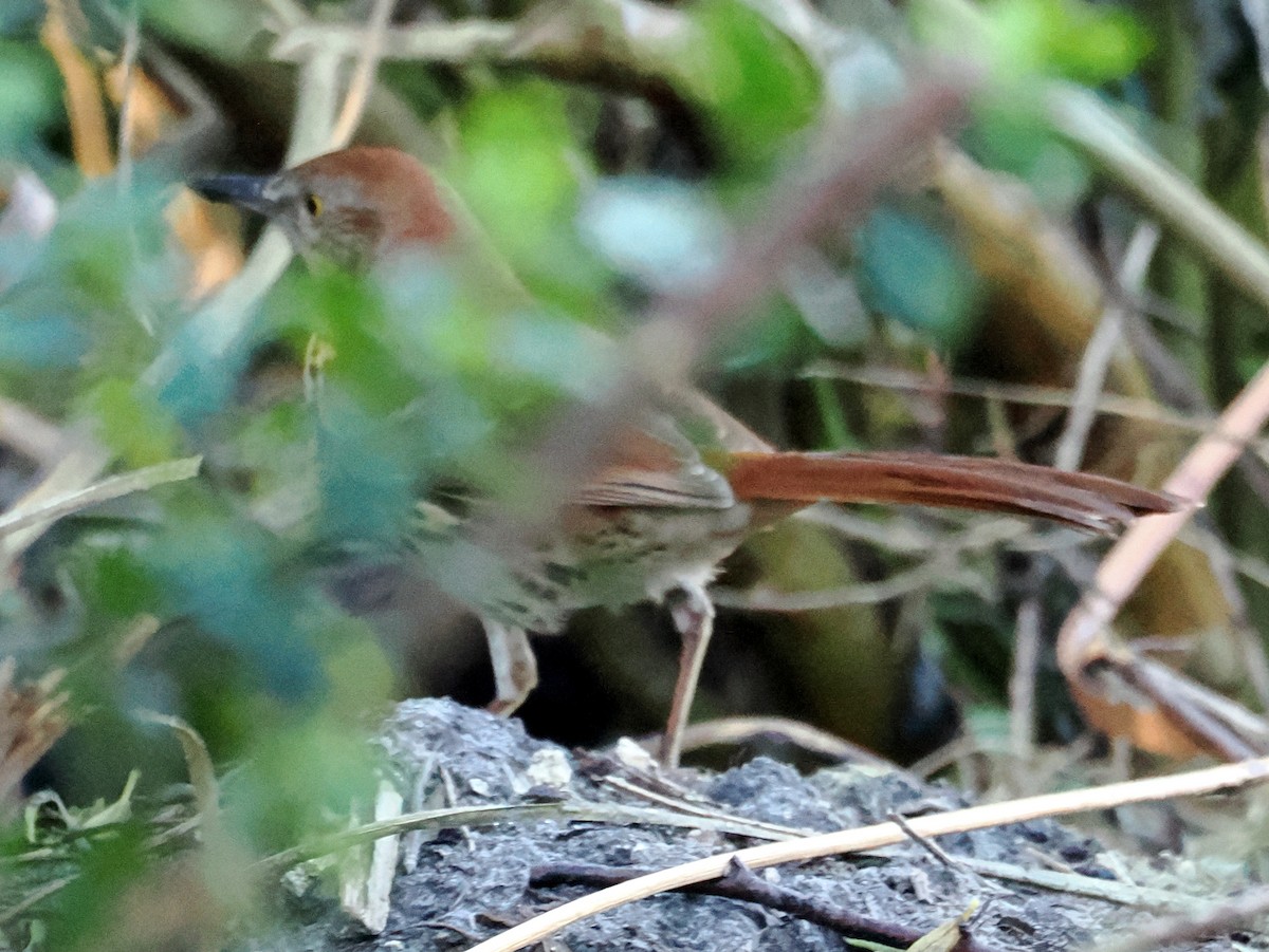 Brown Thrasher - ML647764351