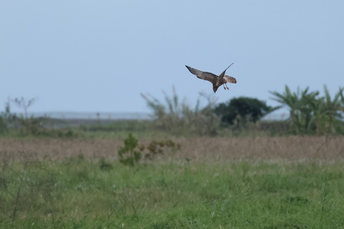 Eastern Marsh Harrier - ML647764370
