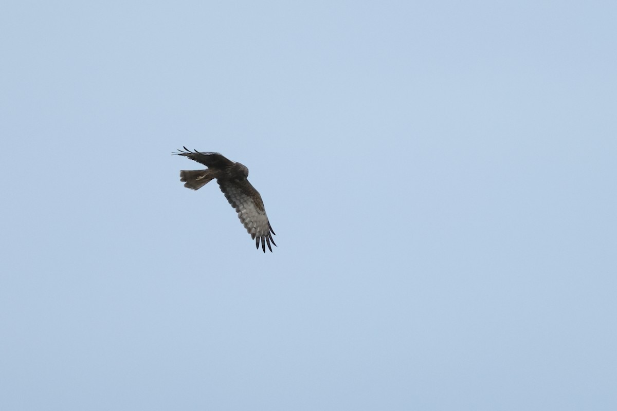 Eastern Marsh Harrier - ML647764371