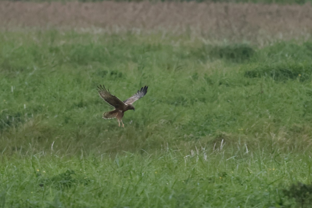 Eastern Marsh Harrier - ML647764372