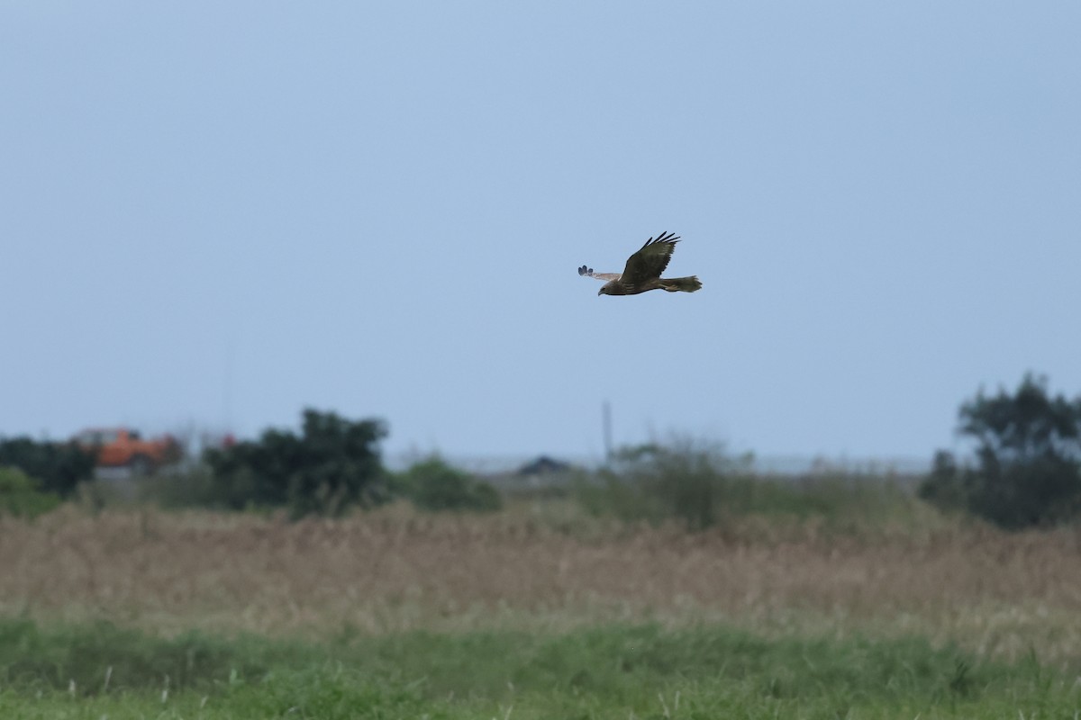 Eastern Marsh Harrier - ML647764373