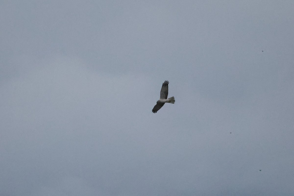 Eastern Marsh Harrier - ML647764374
