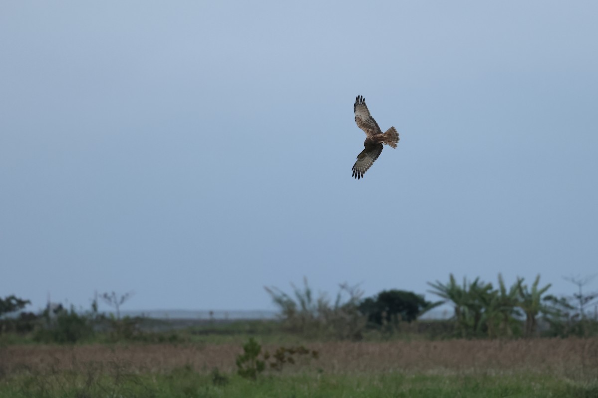 Eastern Marsh Harrier - ML647764375