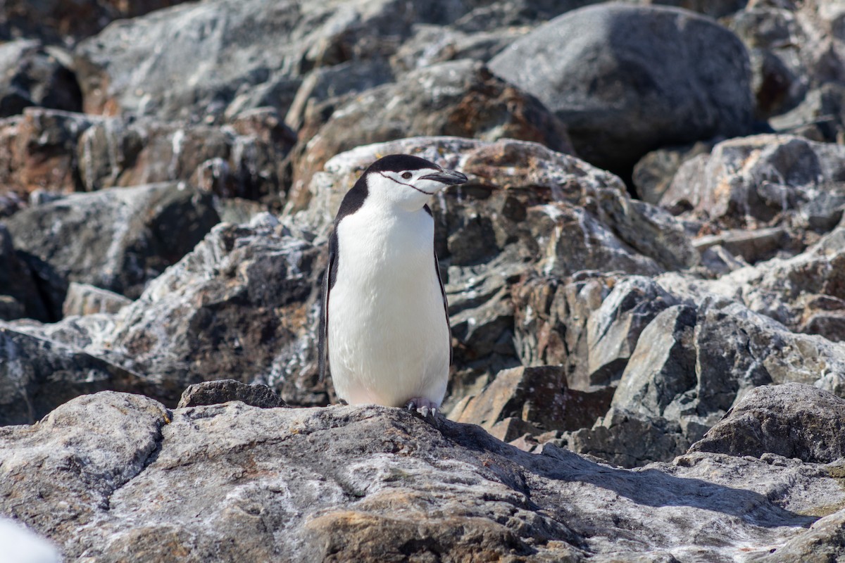 Kehlstreifpinguin - ML647764437