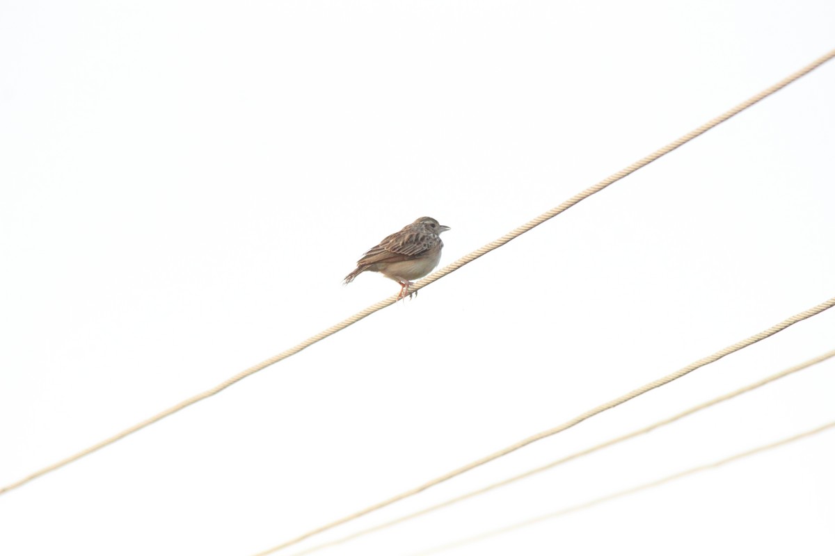 Jerdon's Bushlark - ML647764439