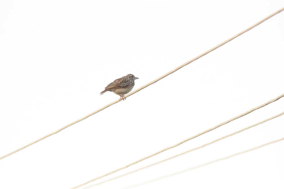 Jerdon's Bushlark - ML647764440
